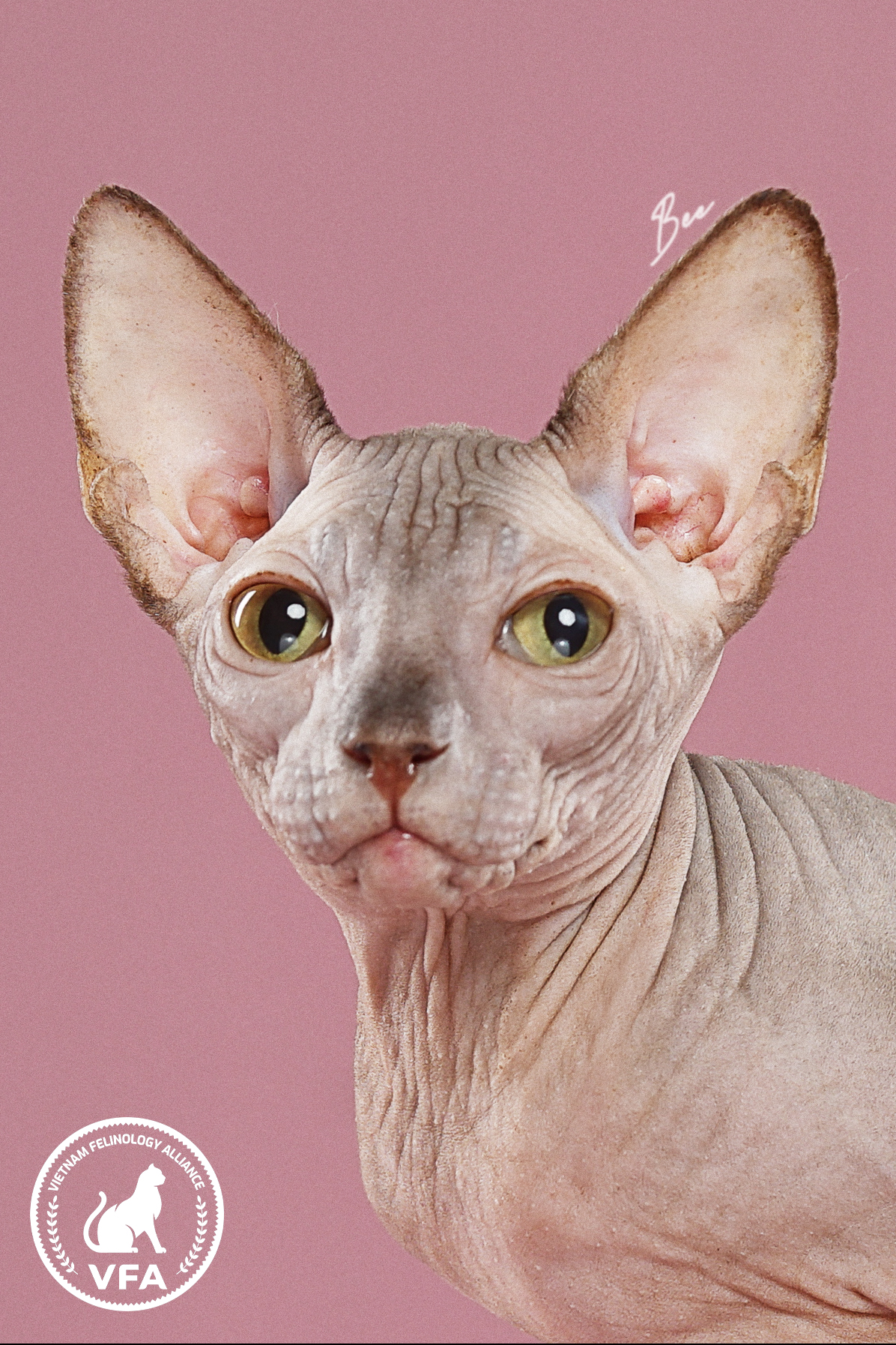 Belina House's Belina